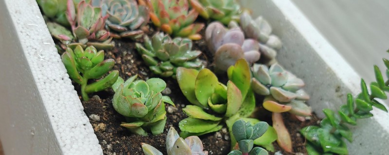 多肉放泡沫箱里过冬行不行,可以在泡沫箱中过冬