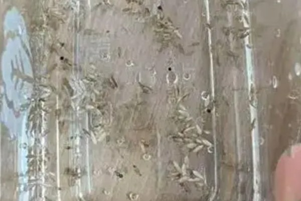 生菜种子直接种还是先催芽，催芽后播种更好