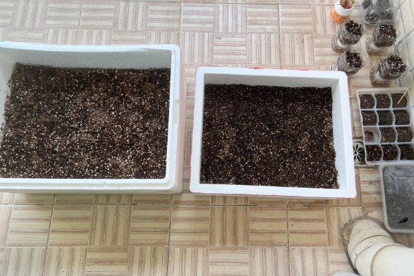 生菜种子直接种还是先催芽，催芽后播种更好