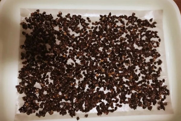 生菜种子直接种还是先催芽，催芽后播种更好