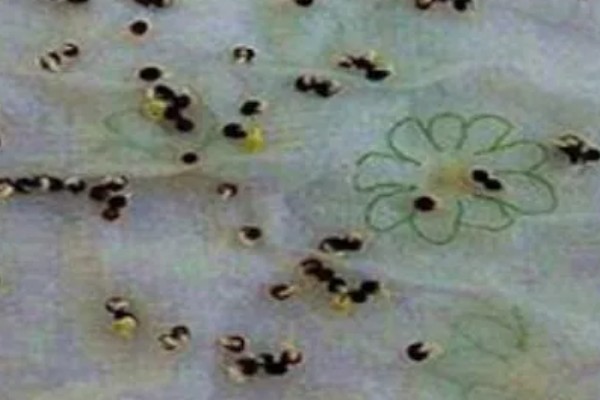 生菜种子直接种还是先催芽，催芽后播种更好