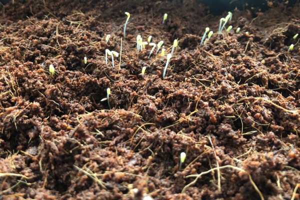 生菜种子直接种还是先催芽，催芽后播种更好