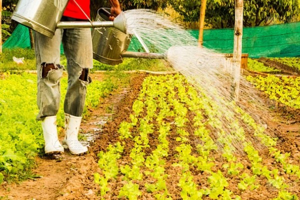 生菜种子直接种还是先催芽，催芽后播种更好