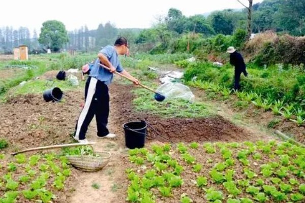 生菜种子直接种还是先催芽，催芽后播种更好