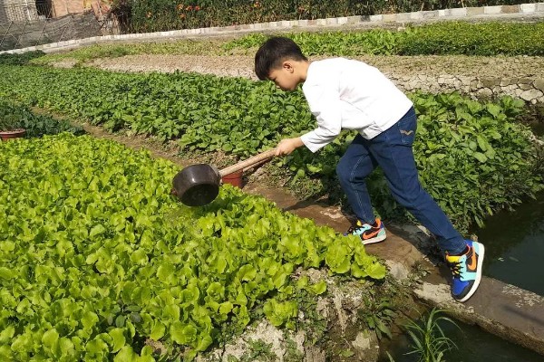 生菜种子直接种还是先催芽，催芽后播种更好