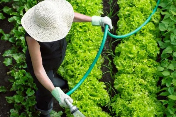 生菜种子直接种还是先催芽，催芽后播种更好