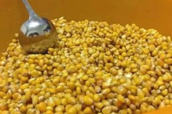 用玉米打窝有没有效果，香甜味很浓郁效果比较理想