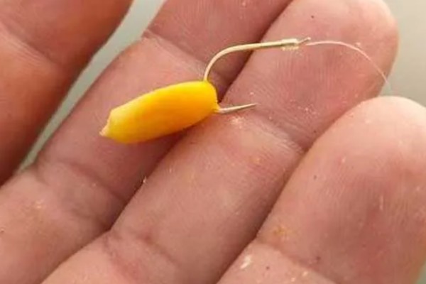 用玉米打窝有没有效果，香甜味很浓郁效果比较理想