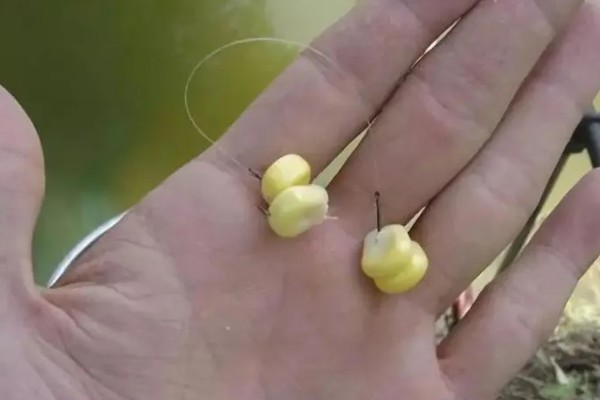 用玉米打窝有没有效果，香甜味很浓郁效果比较理想