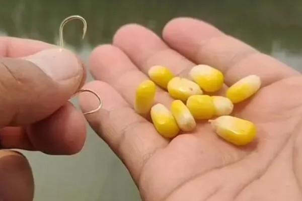 用玉米打窝有没有效果，香甜味很浓郁效果比较理想