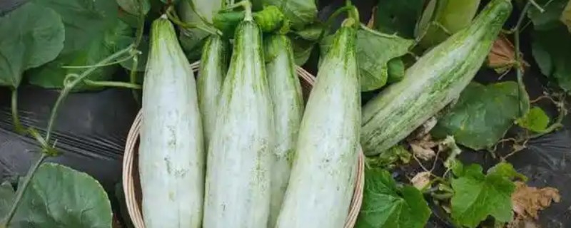 羊角蜜如何整枝打叉，最好在晴天的时候进行