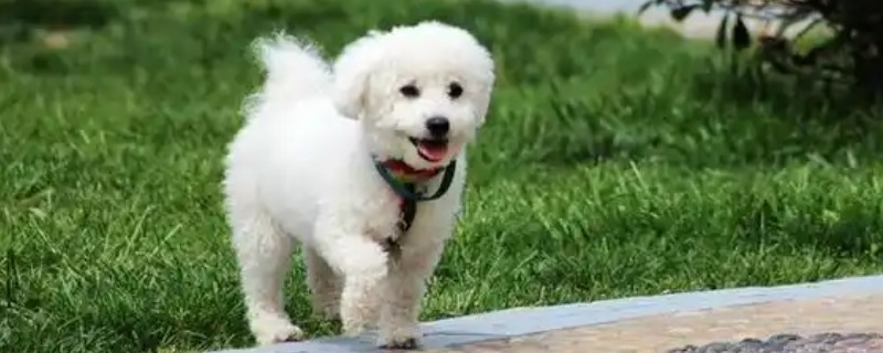 狗狗生理期的注意事项，要做好保暖工作
