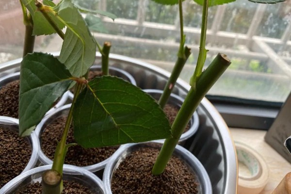 玫瑰花枯萎了如何利用，可制作干花