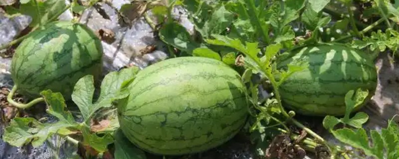 西瓜是主蔓留瓜吗，通常都采用主蔓留瓜法