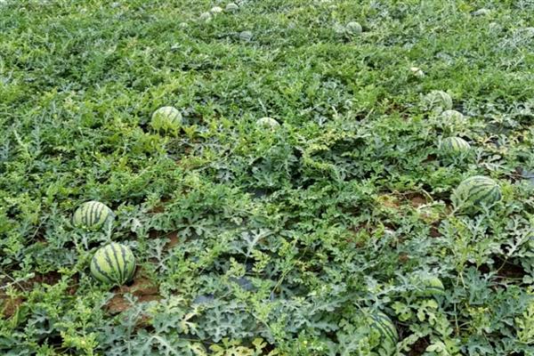 西瓜是主蔓留瓜吗，通常都采用主蔓留瓜法
