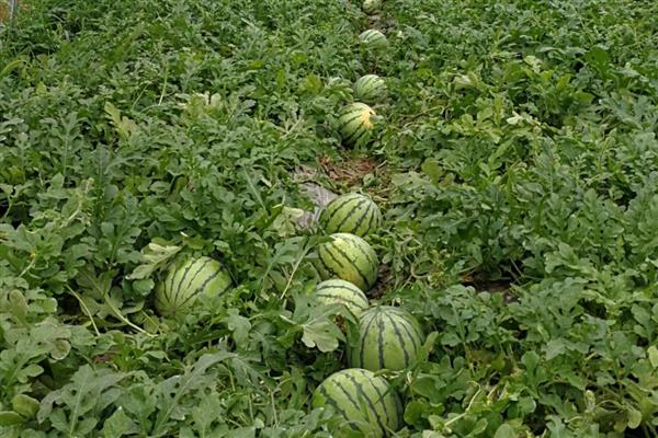 西瓜是主蔓留瓜吗，通常都采用主蔓留瓜法