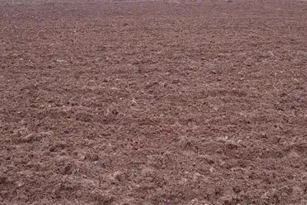 西瓜是主蔓留瓜吗，通常都采用主蔓留瓜法