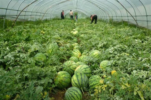 西瓜是主蔓留瓜吗，通常都采用主蔓留瓜法