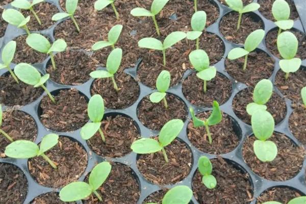 西瓜是主蔓留瓜吗，通常都采用主蔓留瓜法