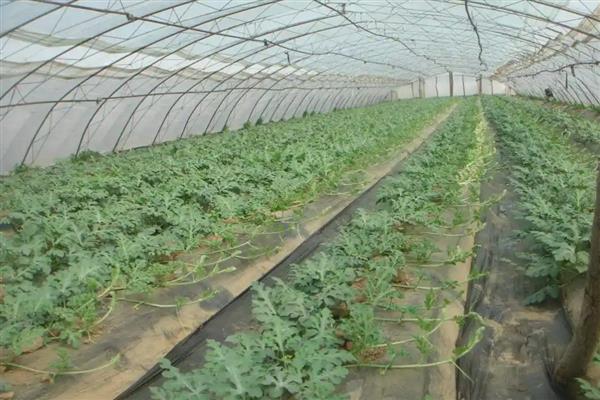 西瓜是主蔓留瓜吗，通常都采用主蔓留瓜法