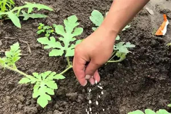 西瓜是主蔓留瓜吗，通常都采用主蔓留瓜法