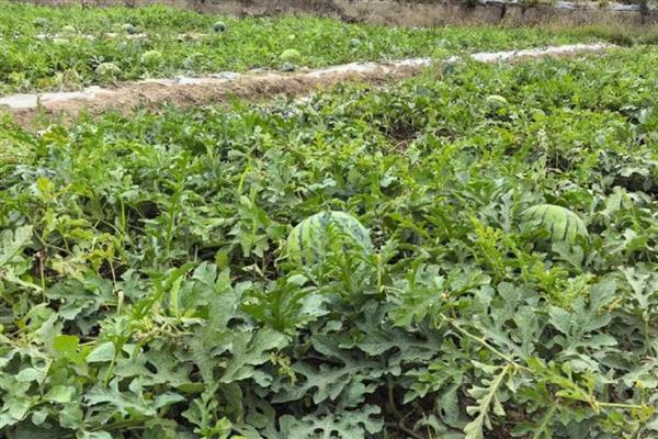 西瓜是主蔓留瓜吗，通常都采用主蔓留瓜法