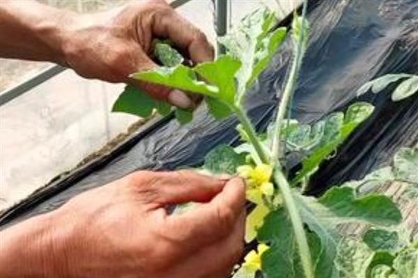 西瓜是主蔓留瓜吗，通常都采用主蔓留瓜法