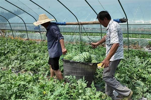 西瓜是主蔓留瓜吗，通常都采用主蔓留瓜法