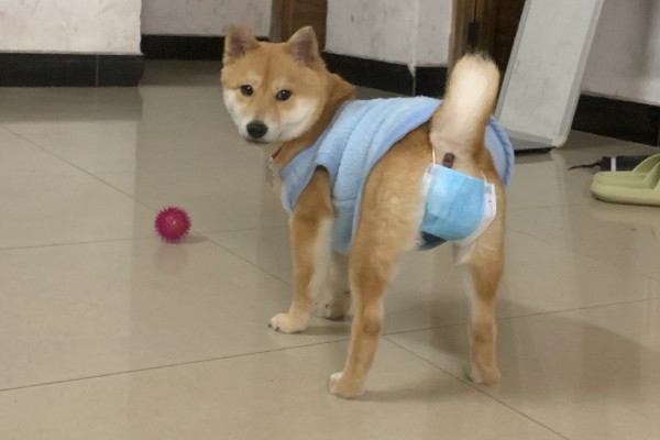 狗狗生理期的注意事项，要做好保暖工作