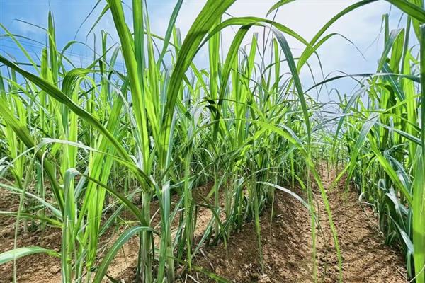 甘蔗的种植国家，广泛种植于巴西、印度、中国等国家