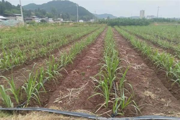 甘蔗的种植国家，广泛种植于巴西、印度、中国等国家