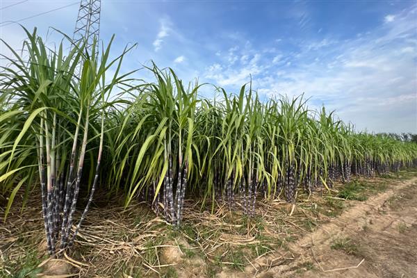 甘蔗的种植国家，广泛种植于巴西、印度、中国等国家