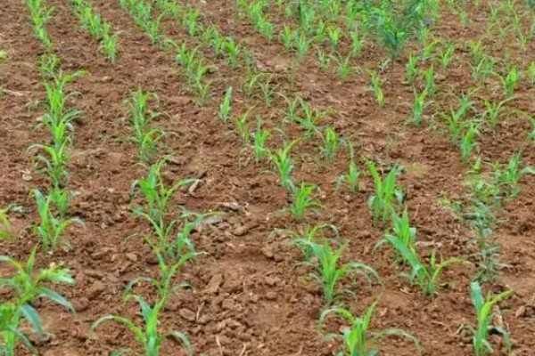 春玉米和晚稻栽培模式有什么好处,可保证种粮面积