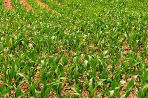 春玉米和晚稻栽培模式有什么好处,可保证种粮面积