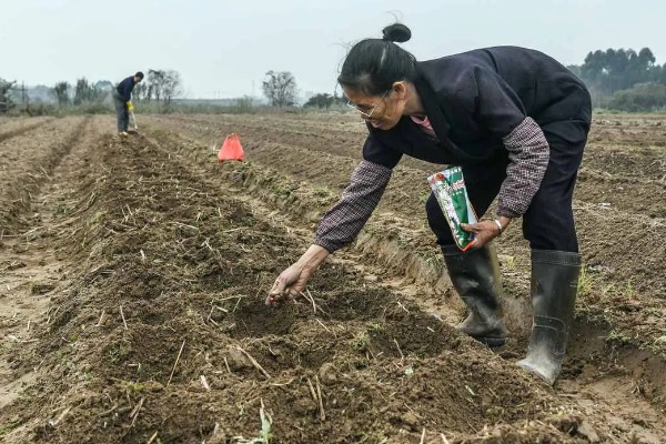 春玉米和晚稻栽培模式有什么好处,可保证种粮面积