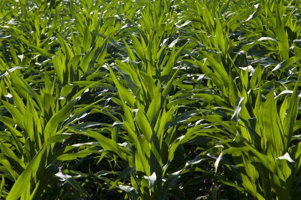 春玉米和晚稻栽培模式有什么好处,可保证种粮面积