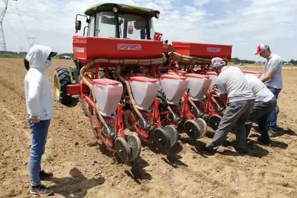 春玉米和晚稻栽培模式有什么好处,可保证种粮面积