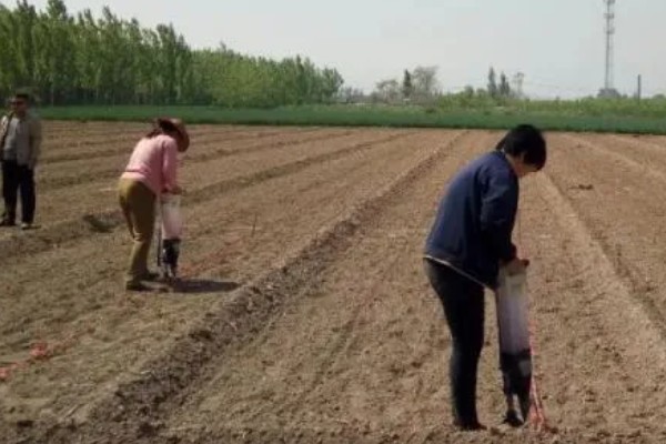 春玉米和晚稻栽培模式有什么好处,可保证种粮面积
