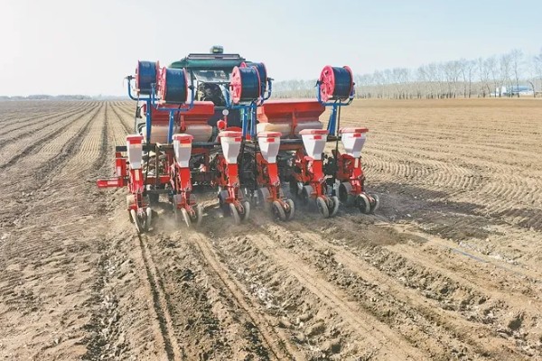 春玉米和晚稻栽培模式有什么好处,可保证种粮面积