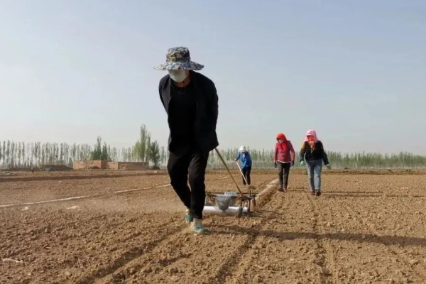 春玉米和晚稻栽培模式有什么好处,可保证种粮面积