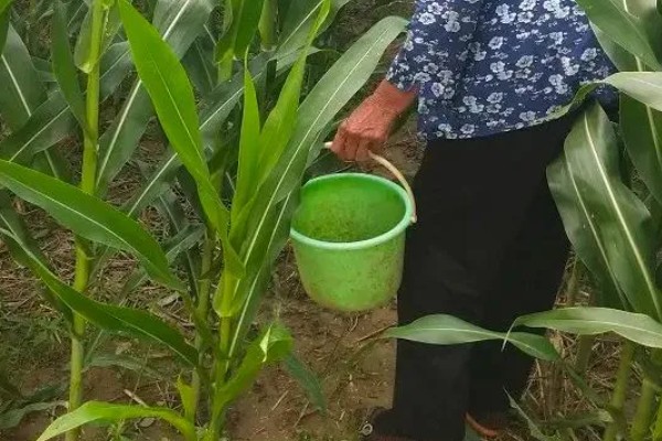 春玉米和晚稻栽培模式有什么好处,可保证种粮面积