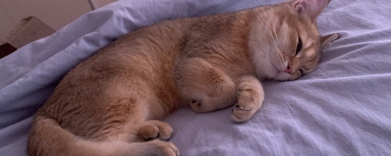 猫咪要发起攻击的预兆，一般会炸毛