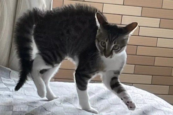 猫咪要发起攻击的预兆，一般会炸毛