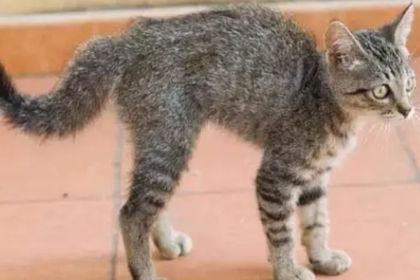 猫咪要发起攻击的预兆，一般会炸毛
