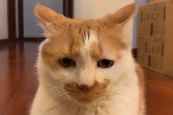 猫咪要发起攻击的预兆，一般会炸毛