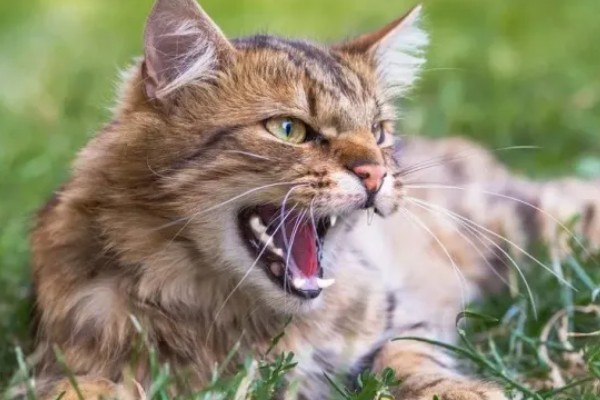 猫咪要发起攻击的预兆，一般会炸毛