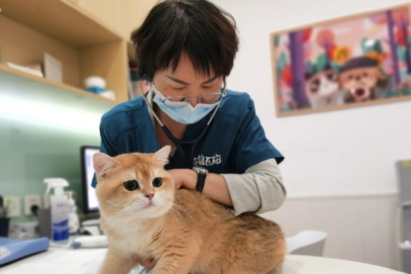 猫咪要发起攻击的预兆，一般会炸毛