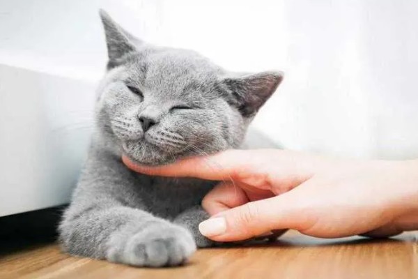 猫咪要发起攻击的预兆，一般会炸毛