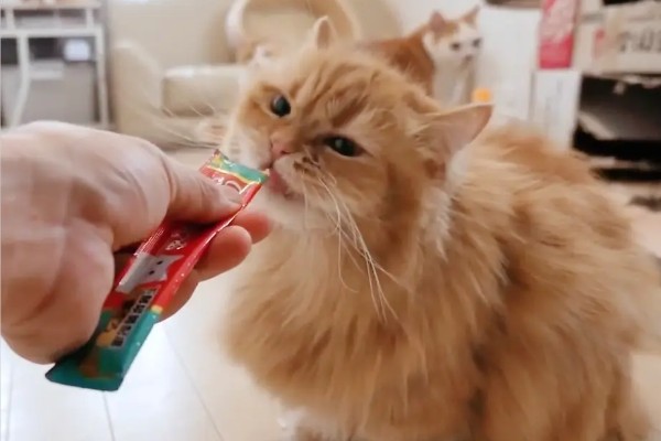 猫咪要发起攻击的预兆，一般会炸毛