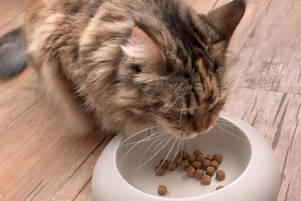 猫咪要发起攻击的预兆，一般会炸毛